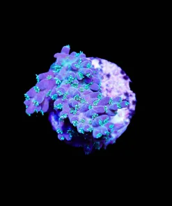 Wysiwyg Blue Acropora Frag [F247]