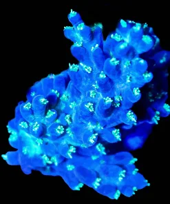 Wysiwyg Subzero Acropora Frag | Deep Blue With White Polyps [F247]