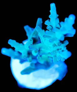 Wysiwyg ORA Hawkins Enchinata | Large Frag [F248]