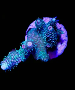 Wysiwyg Fuzzy Forest Millepora Frag [F249]