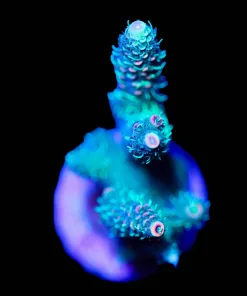 Wysiwyg Acropora Frag [F249]