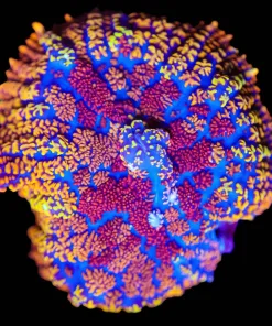 Wysiwyg Hippie Circus Mushroom [F25]