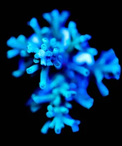 Wysiwyg Ice FIre Enchinata Frag |rare| large [F250]