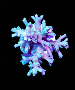 Wysiwyg Ice Fire Enchinata Frag [F250]