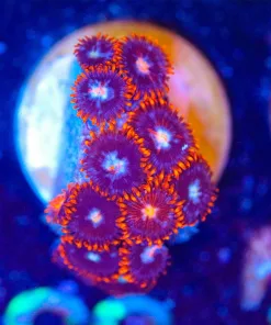 Wysiwyg Fire n Ice Zoanthid Frag [F26]