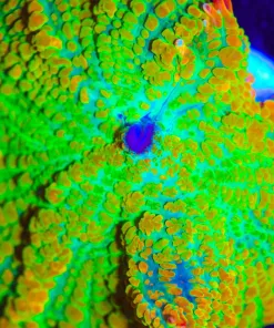 Wysiwyg Ultra Citrus Mushroom [F29]