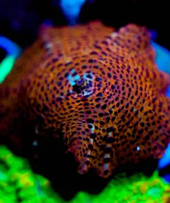 Wysiwyg Tiger King Mushroom Frag [F30]