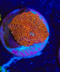 Wysiwyg Mushoom Frag [F30]