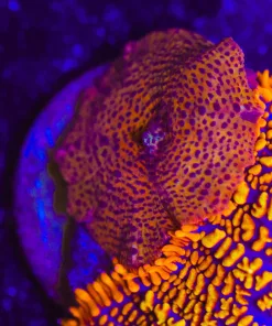 Wysiwyg Mushoom Frag [F31]