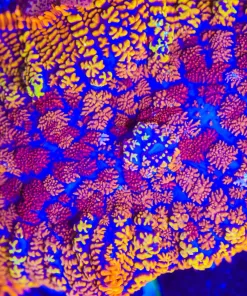 Wysiwyg Hippie Circus Mushroom | XL Size [F32]
