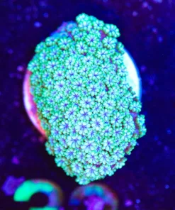 Wysiwyg Bernardnopora Frag [F32]