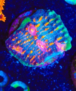 Wysiwyg Diablo Chalice Frag [F33] *Free Shipping ! Minimum $249 livestock spend*