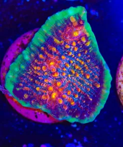 Wysiwyg Diablo Chalice Coral Frag [F33] *Free Shipping ! Minimum $249 livestock spend*