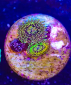 Wysiwyg Scarface Zoanthid Frag Small [F34]