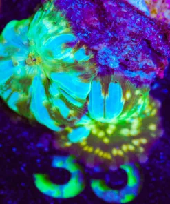 Wysiwyg 2x White Striped Mushrooms [F35]