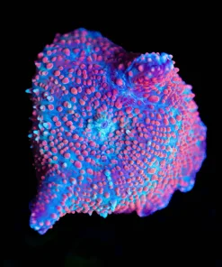 Wysiwyg Mushroom Frag [F36]