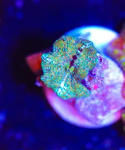 Wysiwyg Unique Mushroom Frag [F36]