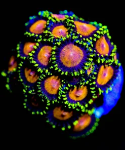 Wysiwyg Yellow Brick Road Zoanthids [F37]