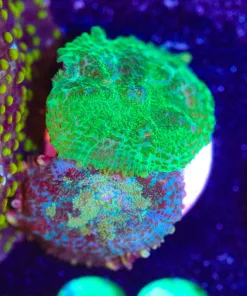 Wysiwyg Combo 2for1 Mushroom Frag [F38]
