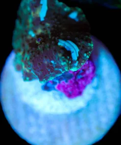 Wysiwyg Small Mushroom Frag [F39]