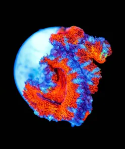 Wysiwyg Small Acan Frag [F4]