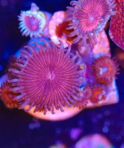 Wysiwyg Zoanthid Frag [F40]