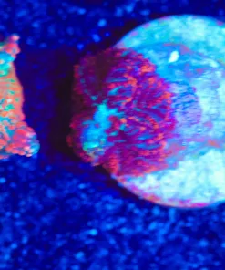 Wysiwyg Micro Rhodactis Mushroom [F41]