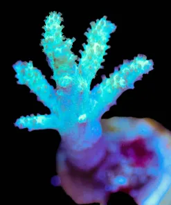 Wysiwyg Nepethea Coral Frag [F42]