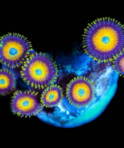 Wysiwyg Scrambled Egg Zoa Frag [F43]