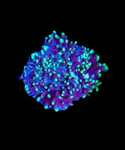 Wysiwyg Tiny Hairy Mushrrom [F44]