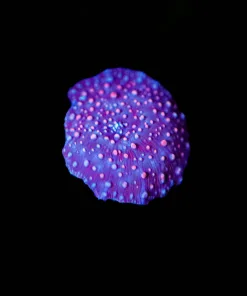 Wysiwyg Tiny Mushrrom [F45]