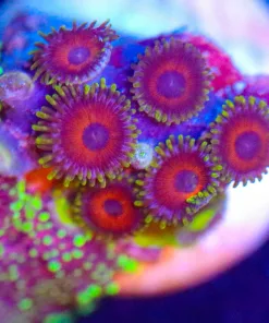 Wysiwyg Tiny Zoanthid Frag [F47]