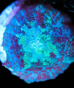 Wysiwyg Small Mushroom Frag [F49]