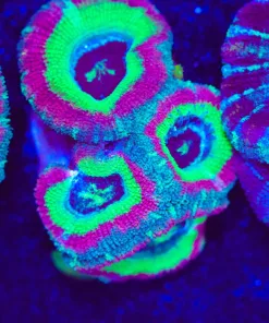 Wysiwyg Green Candy Acan Frag [F5]