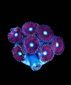 Wysiwyg Cat Eye Zoanthid Frag [F51]