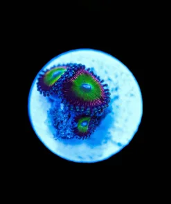 Wysiwyg Small Zoa Frag [F52]
