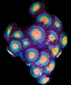 Wysiwyg Green Bay Packers Zoanthids [F52]