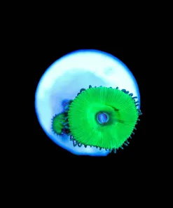 Wysiwyg Nuclear Green Zoa Frag [F53]