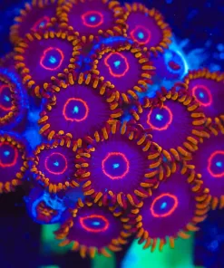 Wysiwyg Red Hornet Zoas | Lots Of Heads [F54]