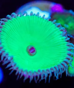 Wysiwyg Green Death Palythoa Frag [F56]