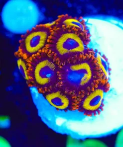 Wysiwyg Small Fruit Loop Zoa Frag [F56]
