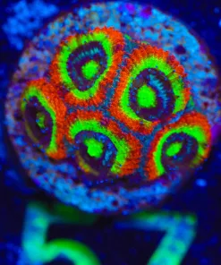Wysiwyg Holy Grail Micromussa [F57]