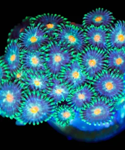 Wysiwyg Ninja Turtle Zoanthid Frag [F58]