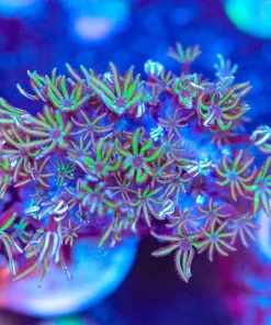 Wysiwyg Pipe Organ Coral Frag [F58]