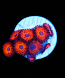 Wysiwyg Ketchup Zoa Frag [F59]