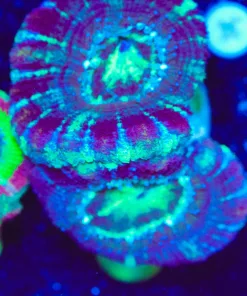 Wysiwyg Large AcanFrag [F6]