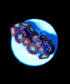 Wysiwyg Razzle Zoa Frag [F60]