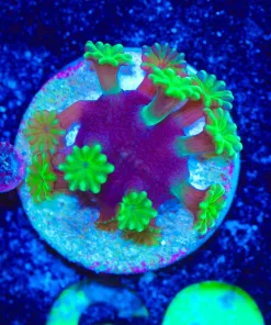 Wysiwyg Micro Astreapora Frag | Captive Spawn Frag [F60]
