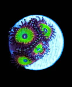 Wysiwyg Candy Appl PInk Zoa Frag [F61]