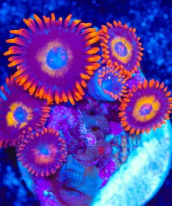 Wysiwyg Zoanthid Frag [F61]